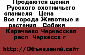 Продаются щенки Русского охотничьего спаниеля › Цена ­ 25 000 - Все города Животные и растения » Собаки   . Карачаево-Черкесская респ.,Черкесск г.